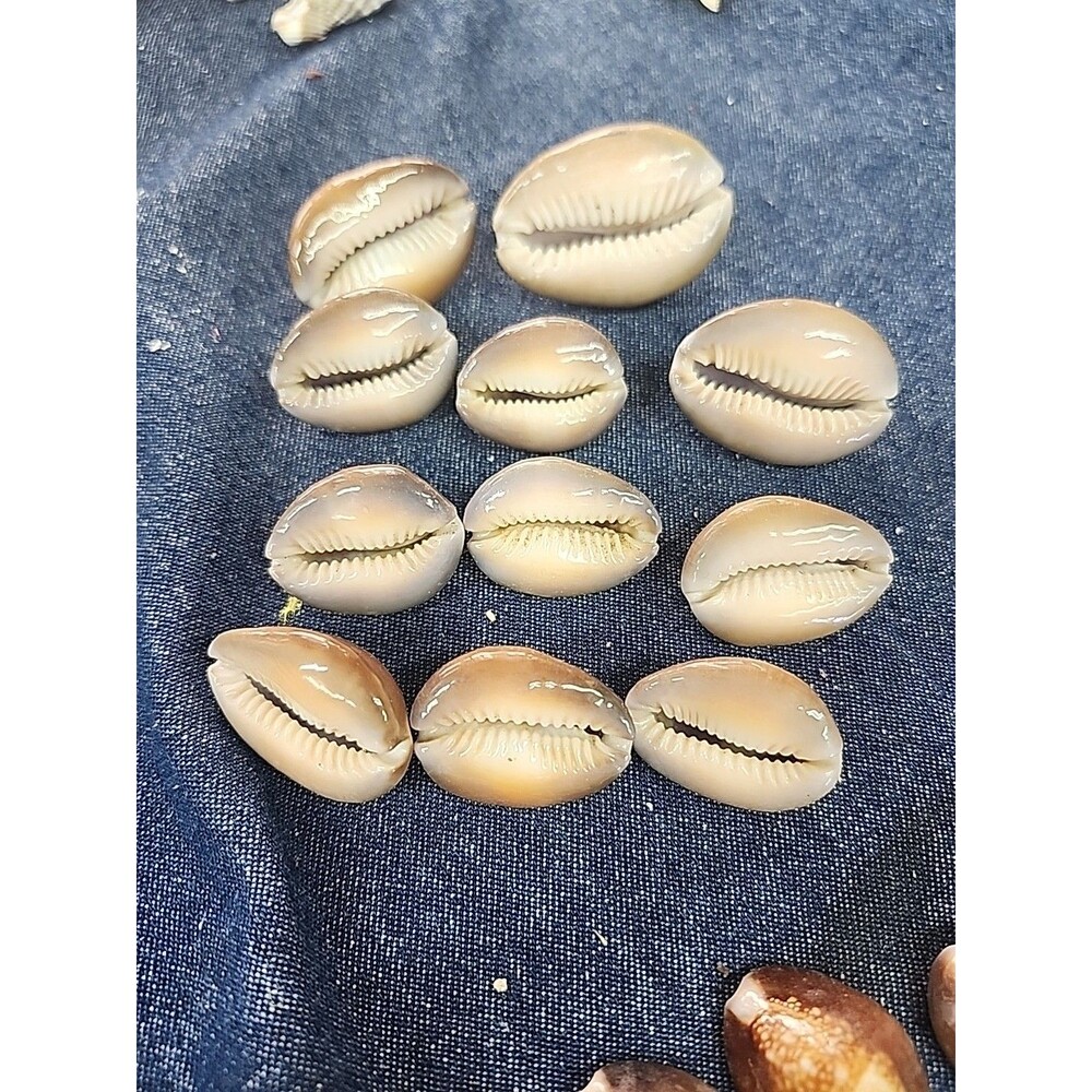 Vintage Estate Find Lot of 11 Assorted Snake Head Cowrie Shells - Picture 3 of 3